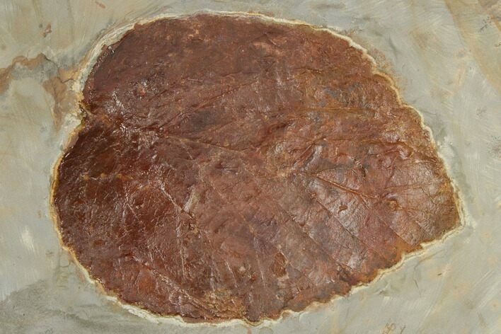 Fossil Leaf (Davidia) - Montana #188649